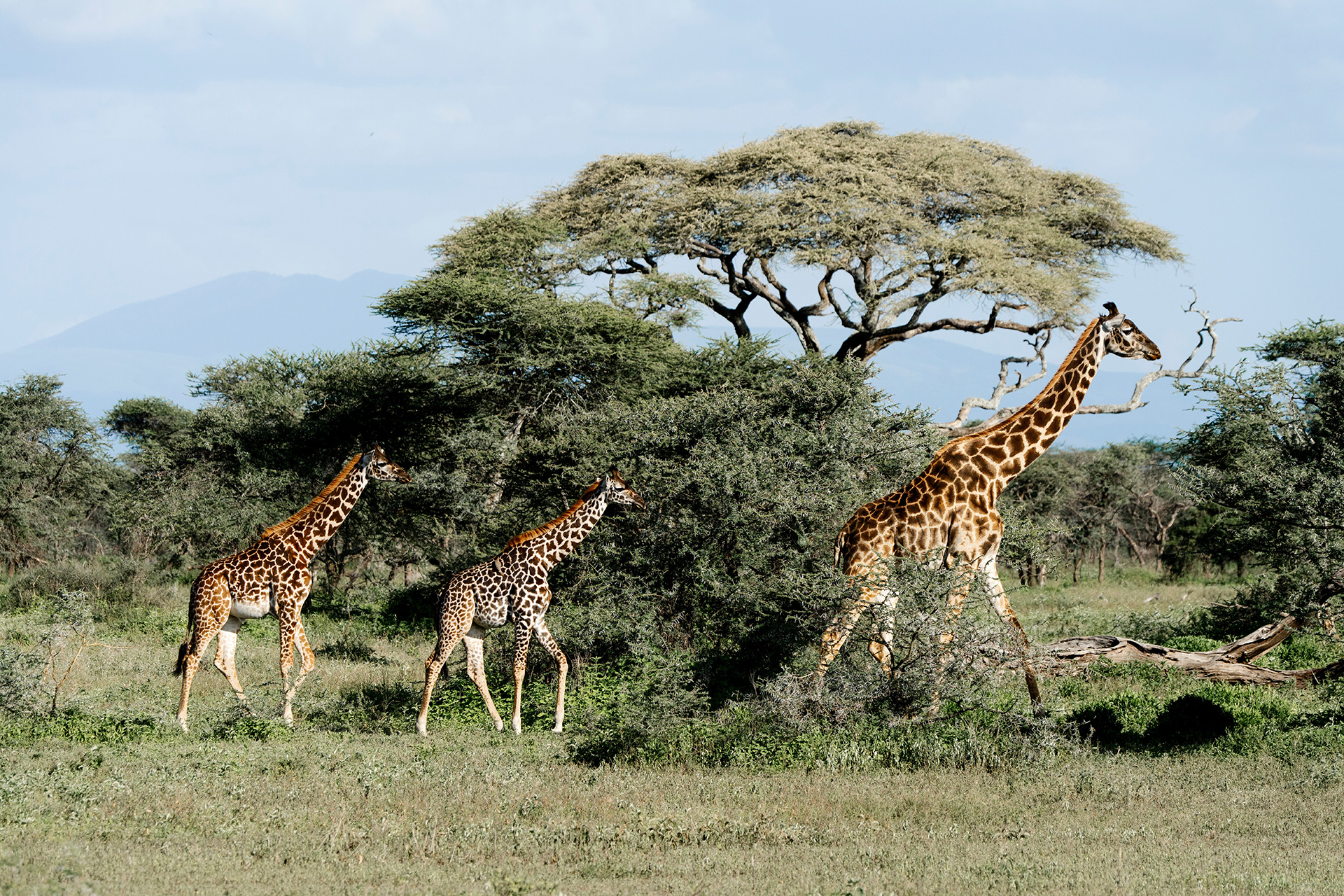 Masai Mara Spectacular Safari & Beach Package!