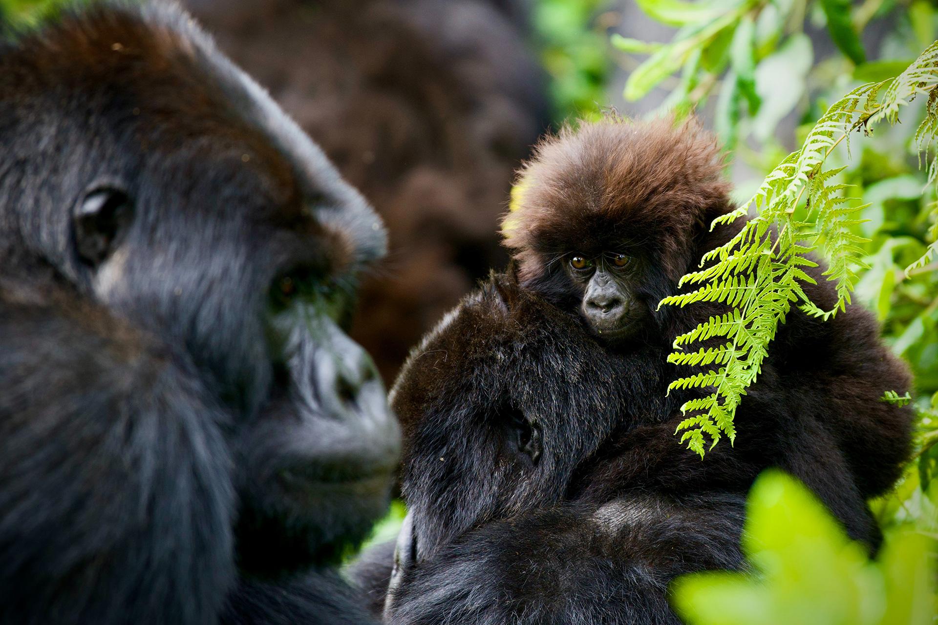 4 Day Rwanda Gorilla Trekking Safari!